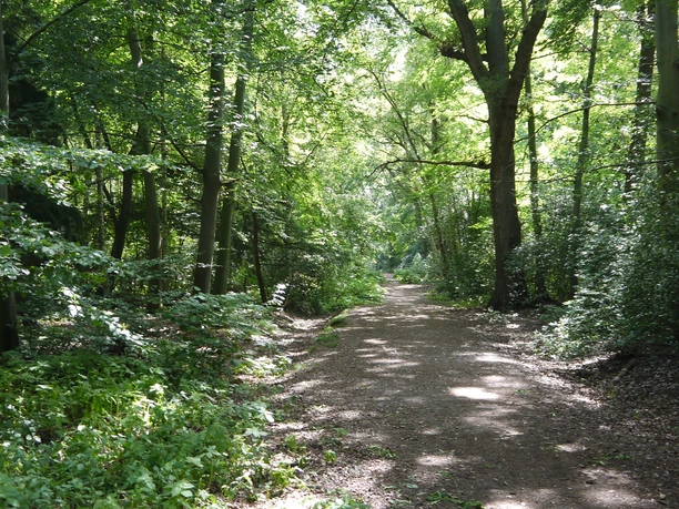 weg-durch-den-wald