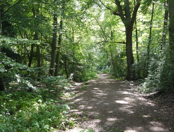 weg-durch-den-wald