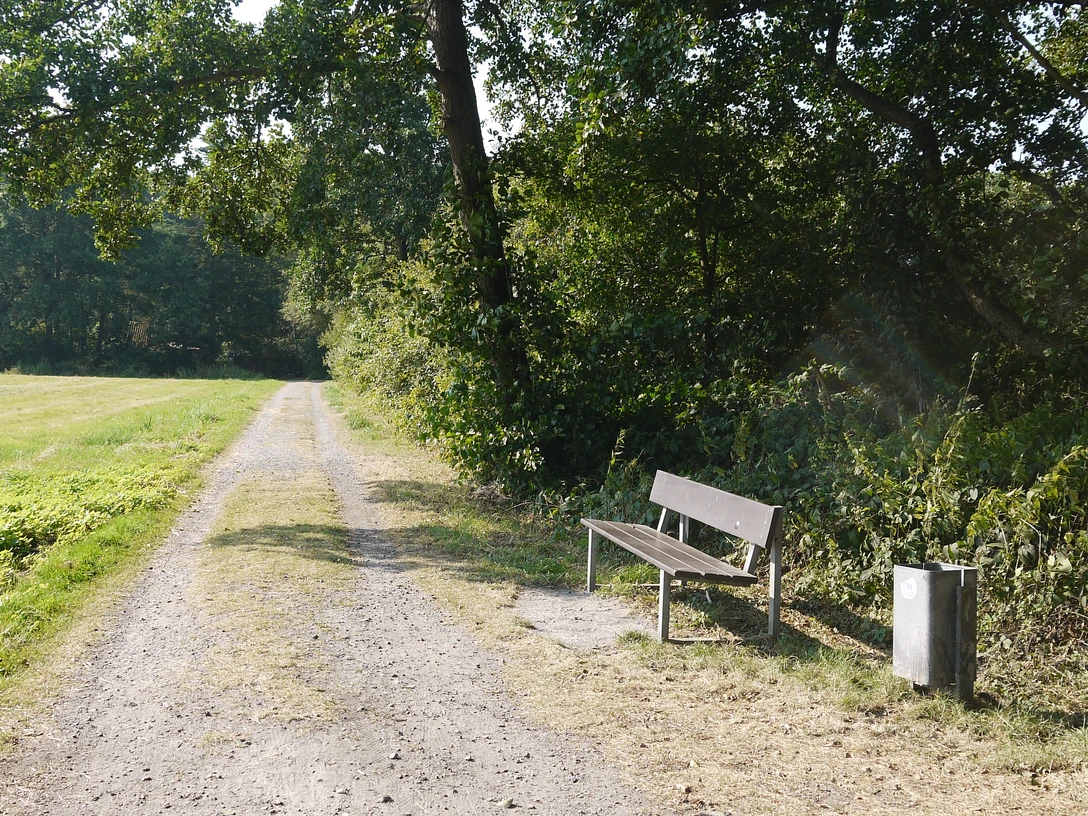 Seggenwiesen Ein schmaler Weg führt entlang einer idyllischen Wiese, flankiert von hohen Bäumen und einer Bank.