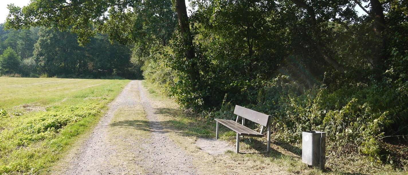 Seggenwiesen Ein schmaler Weg führt entlang einer idyllischen Wiese, flankiert von hohen Bäumen und einer Bank.
