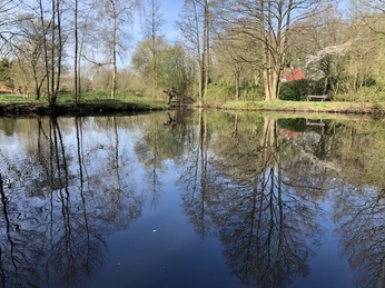 spiegelndes-wasser-im-rosenteich