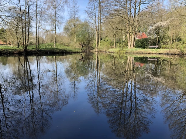 spiegelndes-wasser-im-rosenteich