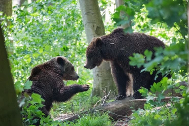 Alternativer Bärenpark WORBIS