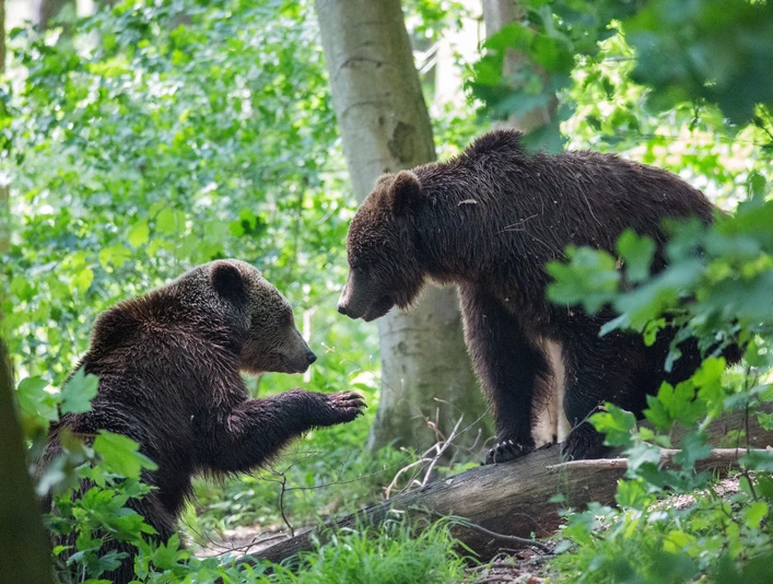 Alternativer Bärenpark WORBIS