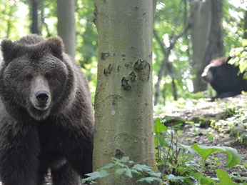Alternativer Bärenpark WORBIS