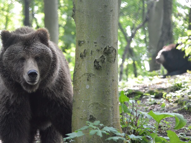 Alternativer Bärenpark WORBIS