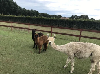 Alpakazucht Büter Drei Alpakas in unterschiedlichen Farben stehen auf einer eingezäunten Weide mit grünem Gras.