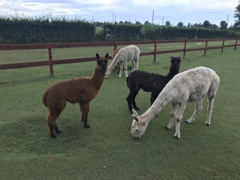 Alpakazucht Büter Mehrere Alpakas in verschiedenen Farben auf einer grünen Weide mit Holzzaun im Hintergrund.