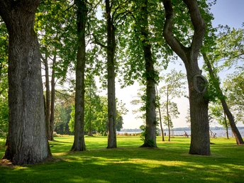 Bäume am Zwischenahner Meer