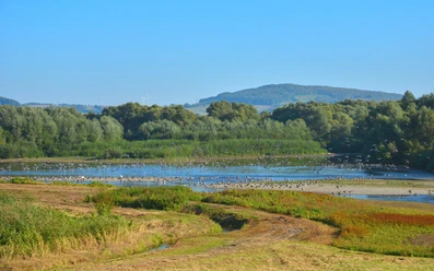 Vogelschwam Vogelschwarm über dem Leinepolder Naturschutzgebiet.