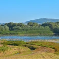 Vogelschwam Vogelschwarm über dem Leinepolder Naturschutzgebiet.