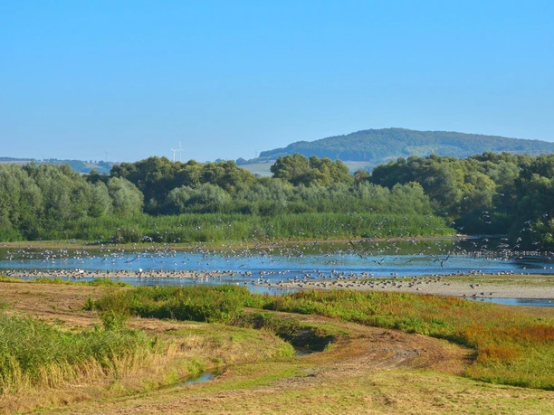 Vogelschwam Vogelschwarm über dem Leinepolder Naturschutzgebiet.