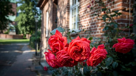Rosen Altstadt Ratzeburg Rote Rosen blühen in an einem Haus in der Altstadt von Ratzeburg.