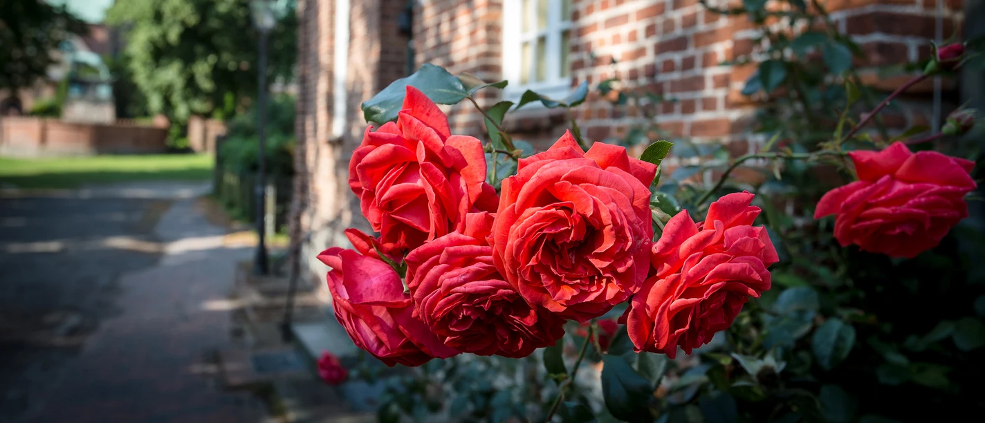 Rosen Altstadt Ratzeburg Rote Rosen blühen in an einem Haus in der Altstadt von Ratzeburg.