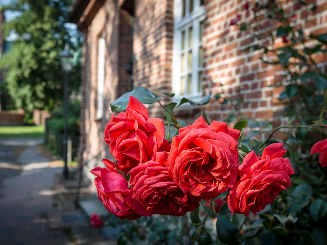 Rosen Altstadt Ratzeburg Rote Rosen blühen in an einem Haus in der Altstadt von Ratzeburg.