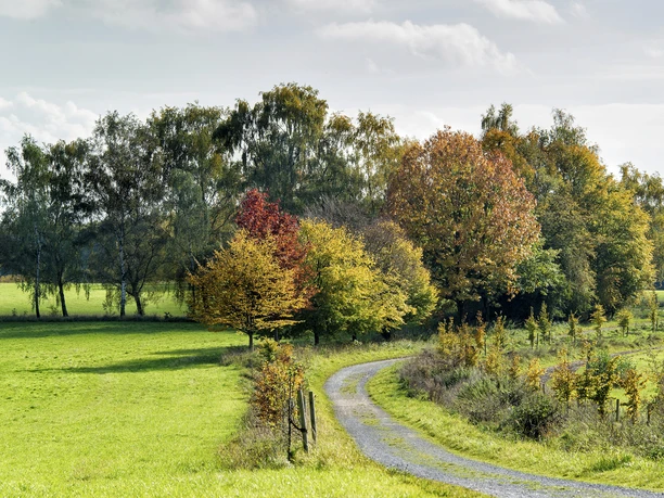 Weg im Mülheimer Auberg Weg im Mülheimer Auberg