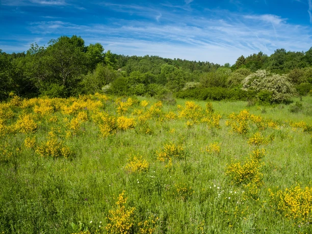 Ginster auf der Dreiborner Hochfläche