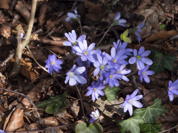 P1055098 © Markus Stein Werther.jpg Lila Leberblümchen blühen im Wald zwischen Laub und Zweigen, umgeben von grünen Efeublättern.