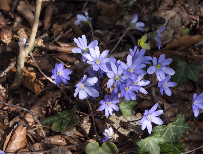 P1055098 © Markus Stein Werther.jpg Lila Leberblümchen blühen im Wald zwischen Laub und Zweigen, umgeben von grünen Efeublättern.