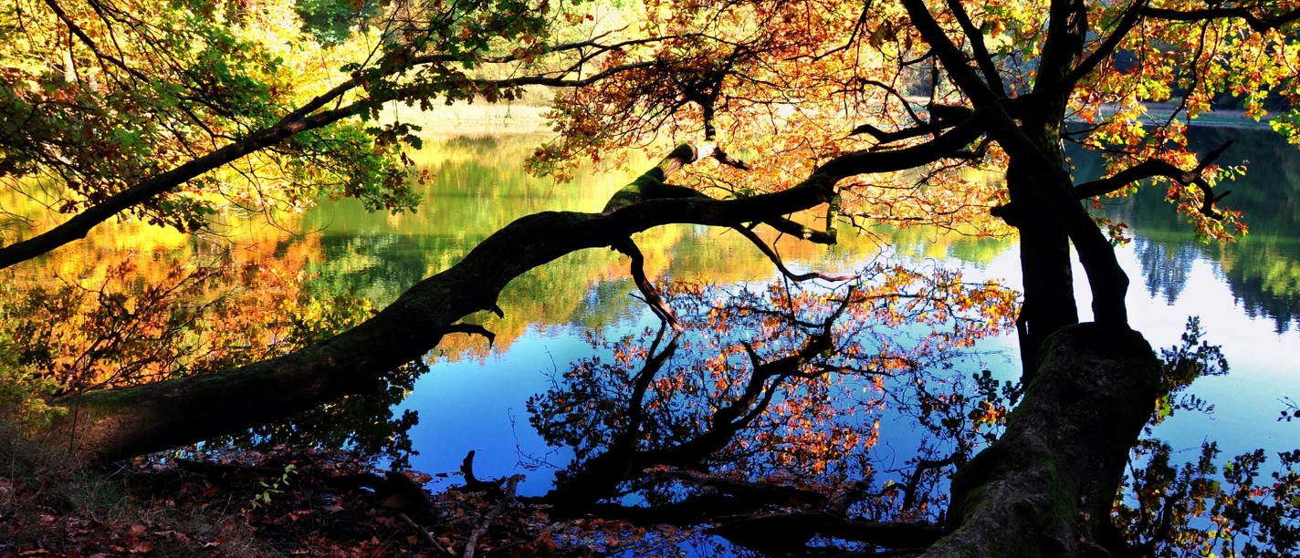 Rothbalzer Teich Baumstämme-DSC_2568_klein