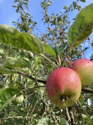 Apfelbaum