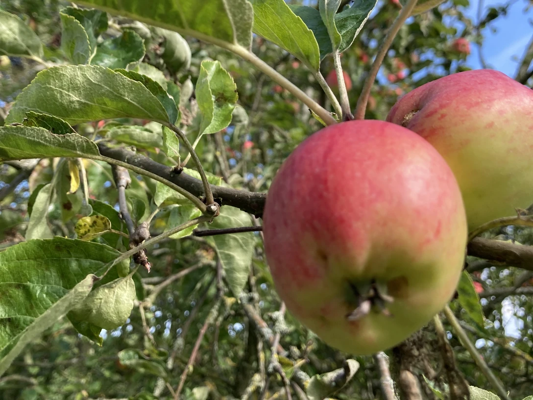 Apfelbaum Apfelbaum