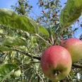 Apfelbaum Apfelbaum