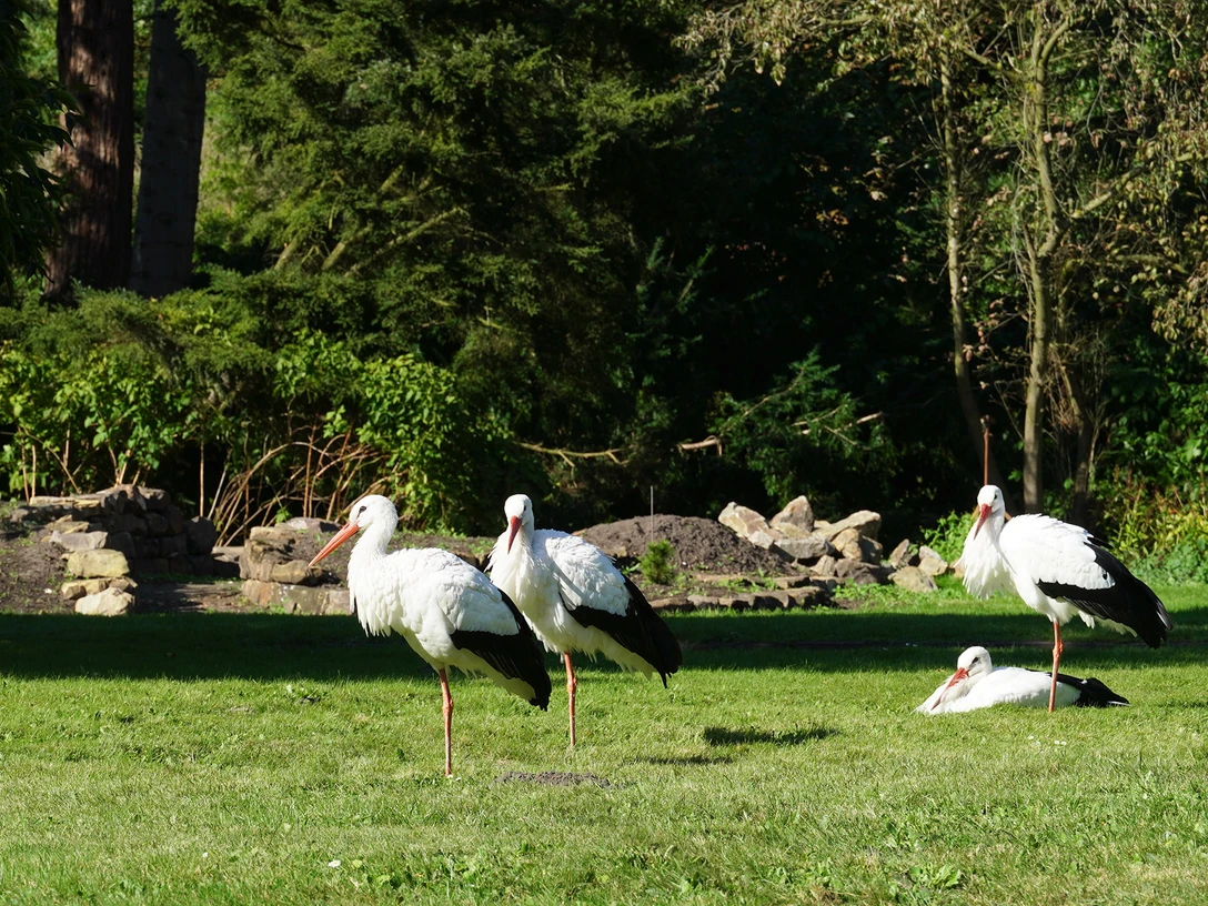 Botanischer Garten Oldenburg Störche