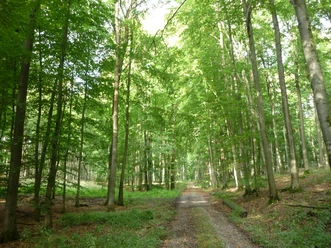 Waldweg Zwerg Anton CC BY-SA - LTM.JPG