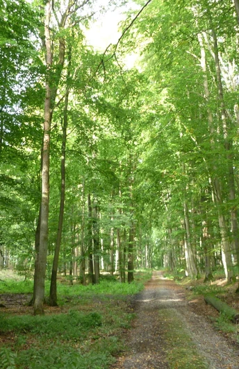 Waldweg Zwerg Anton CC BY-SA - LTM.JPG