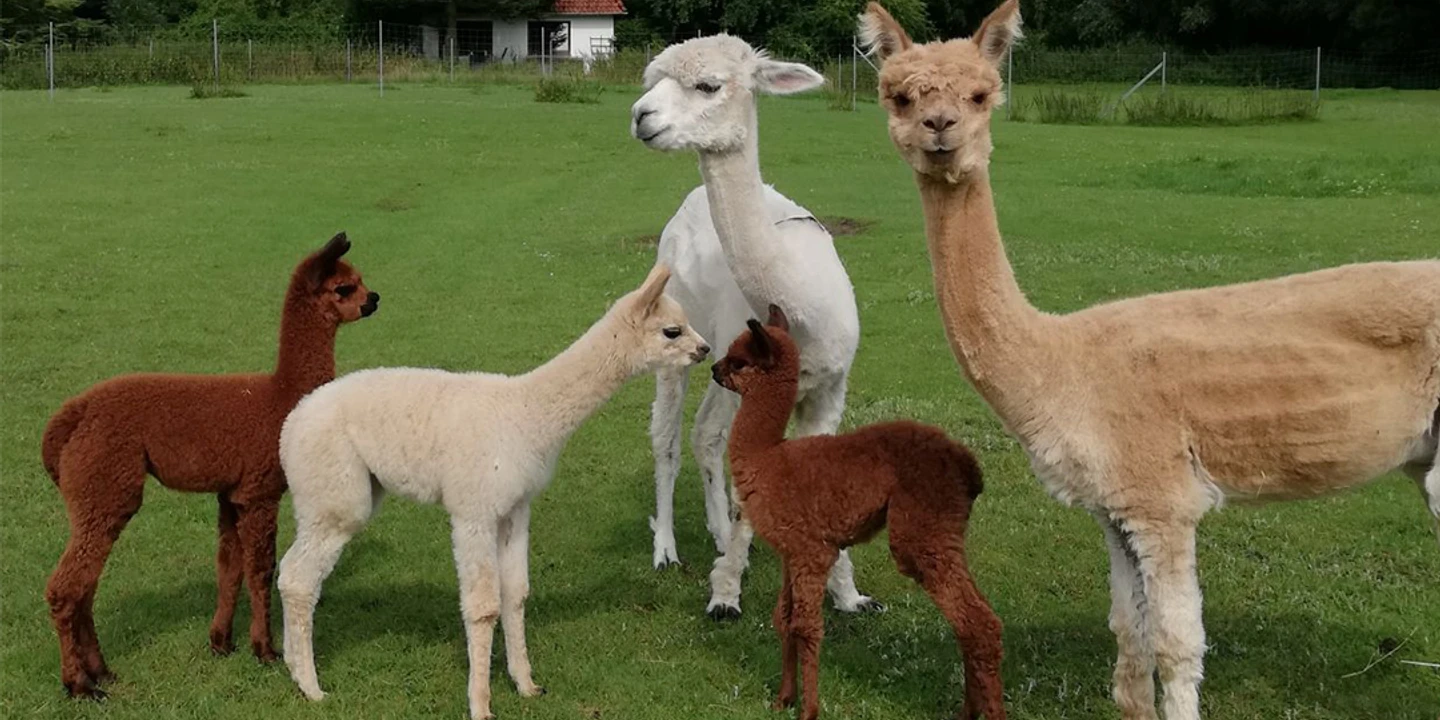 Misselwarden_Alpakas_01