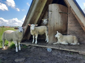20_Mühlenschafe.jpg