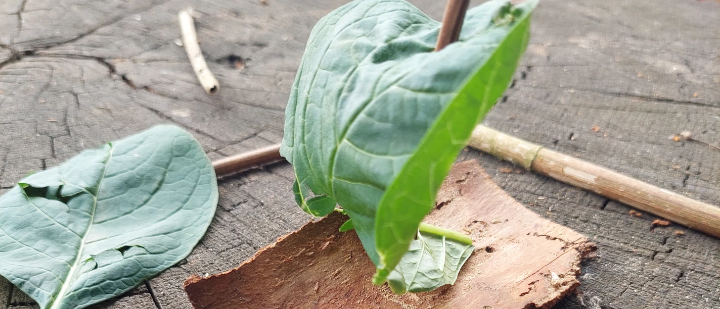 Dümmer-Museum Boot aus Naturmaterialien.jpg