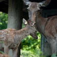 Deer Park Lucerne Hirschpark Luzern Jungtiere mit MutterDeer Park Lucerne young animals with motherParc aux cerfs de Lucerne Jeunes animaux avec mère