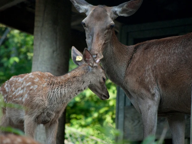 Deer Park Lucerne Deer Park Lucerne young animals with mother