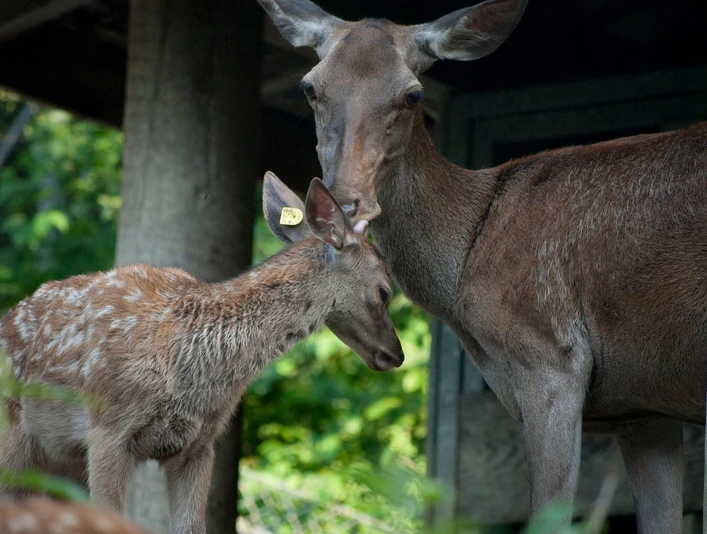 Deer Park Lucerne Hirschpark Luzern Jungtiere mit MutterDeer Park Lucerne young animals with motherParc aux cerfs de Lucerne Jeunes animaux avec mère