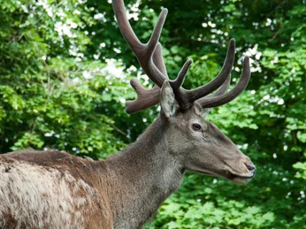 Hirschpark Luzern Hirschpark Luzern RothirschDeer Park Lucerne Red DeerParc aux cerfs de Lucerne Cerf rouge