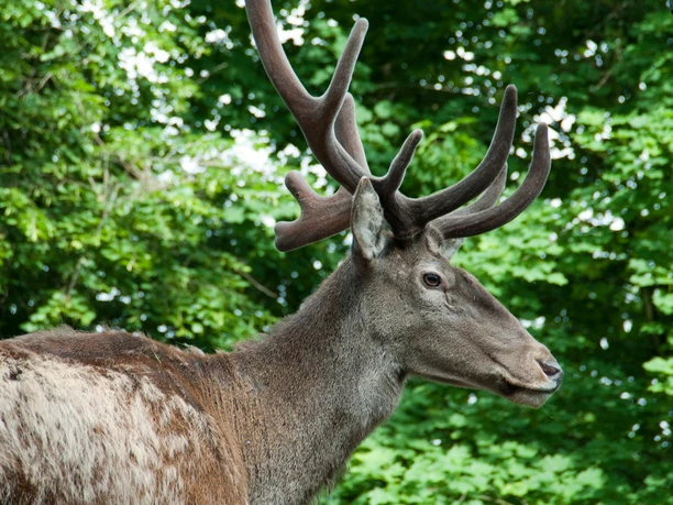 Parc aux cerfs de Lucerne Parc aux cerfs de Lucerne Cerf rouge