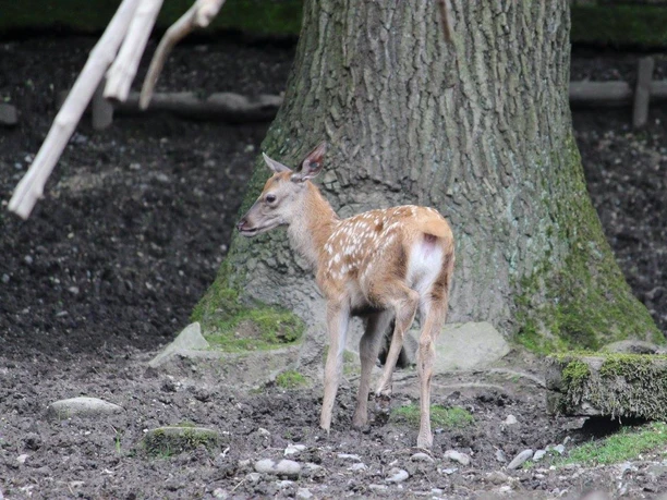 Parc aux cerfs de Lucerne Parc aux cerfs de Lucerne Jeunes animaux