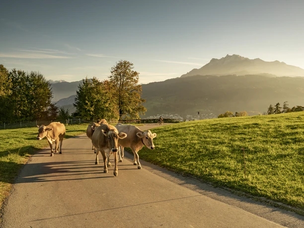 Sonnenberg Kriens Sommerabend am Sonnenberg