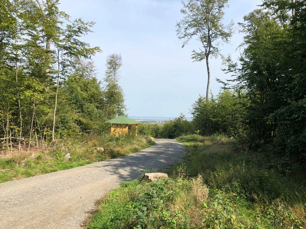 Ein Wanderweg schlängelt sich durch einen dichten Wald, im Hintergrund öffnet sich ein weiter Himmel.
