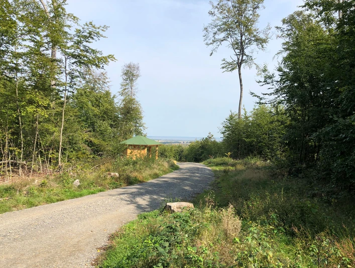Ein Wanderweg schlängelt sich durch einen dichten Wald, im Hintergrund öffnet sich ein weiter Himmel.