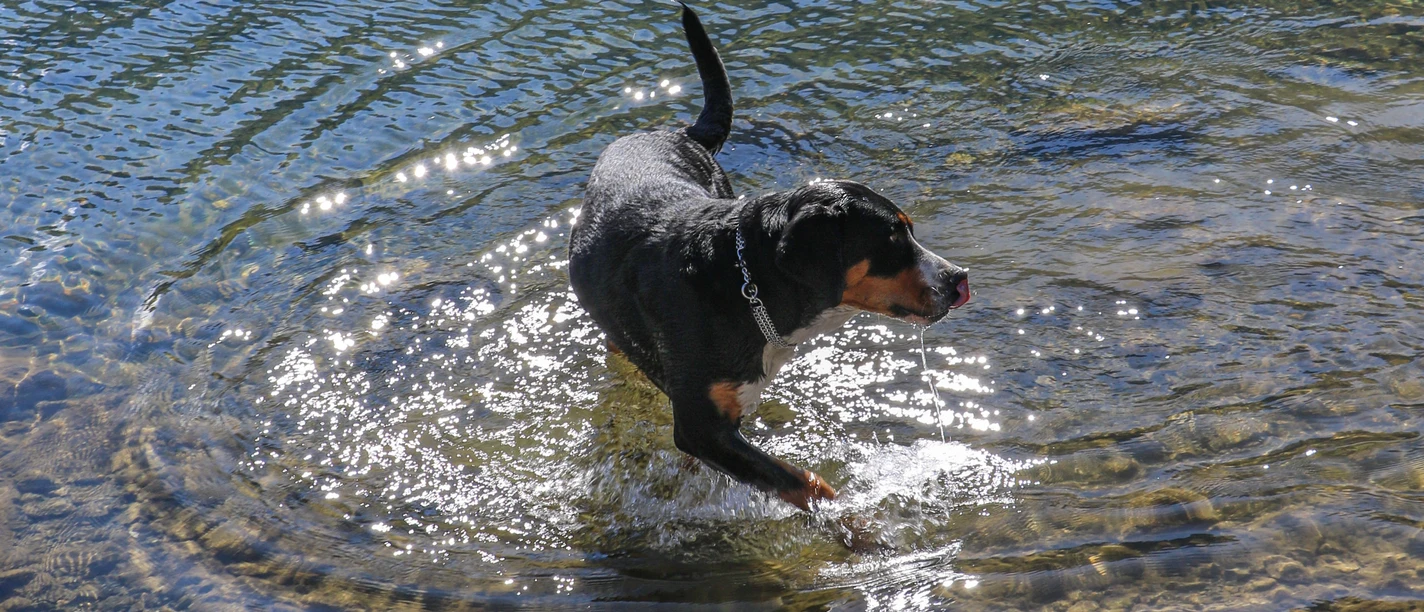 16_Sommer_by_B_Rubin_Tiere_Aline_Hug-(11)_web.jpg