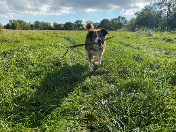 Lilly