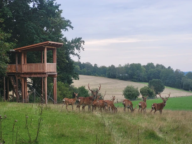Wildbeobachtungsplattform CC BY_SA - Wolfgang Diekmeier.jpg