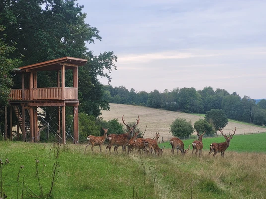 Wildbeobachtungsplattform CC BY_SA - Wolfgang Diekmeier.jpg