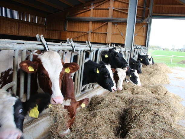 Kühe im Stall auf Gut Ellscheid in Haan Kühe fressen Heu in einem offenen, modernen Stall auf dem Gut Ellscheid in Haan, Nordrhein-Westfalen.