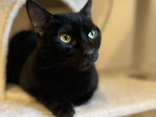 Das Bild zeigt eine schwarze Katze.