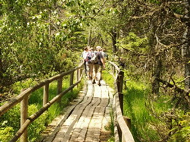 Bohlensteg Hochmoor Wildsee Kaltenbronn