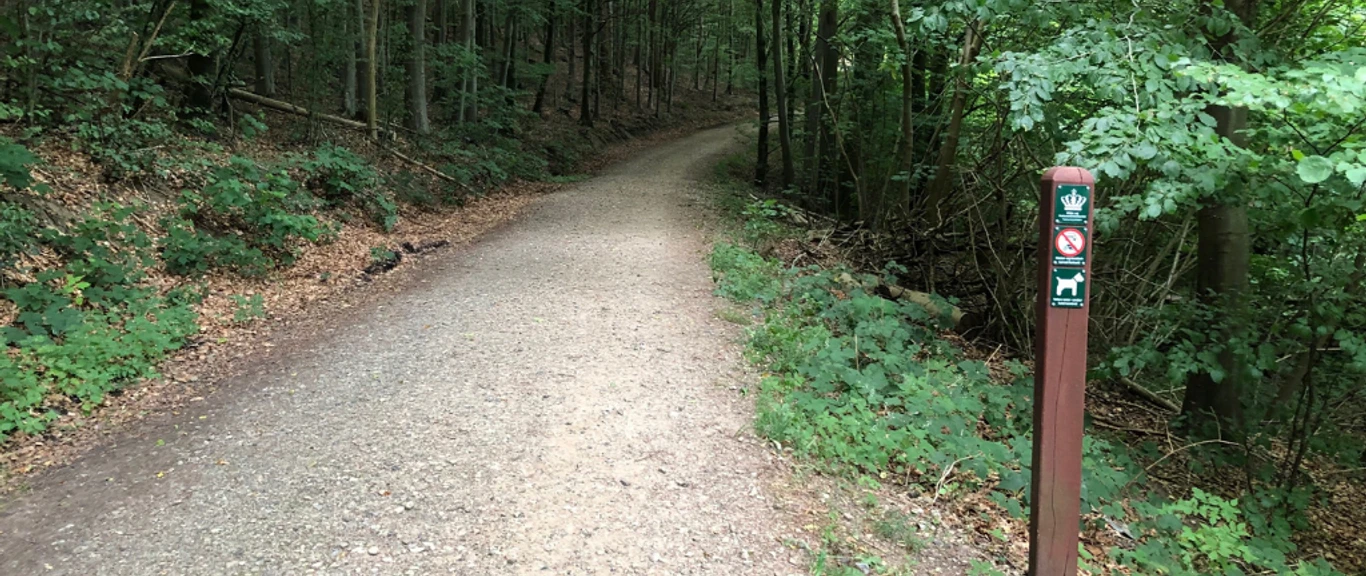 Hundeskov Nørreskoven Aabenraa 1024x576 (22)